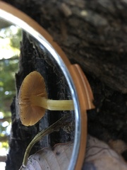 Pluteus romellii