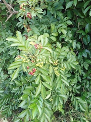 Cipadessa baccifera