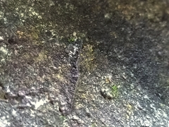 Scelimena gombakensis