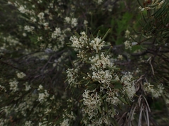 Hakea microcarpa