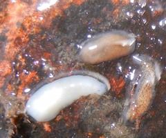 Dendrocoelum lacteum