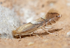 Phyllonorycter aeriferella