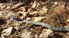 Coluber constrictor anthicus