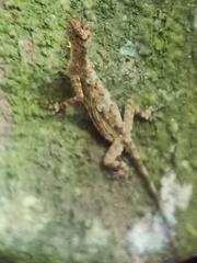 Draco blanfordii