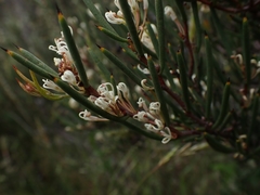 Hakea microcarpa