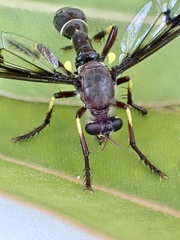 Daptolestes limbipennis