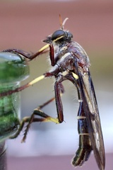 Daptolestes limbipennis