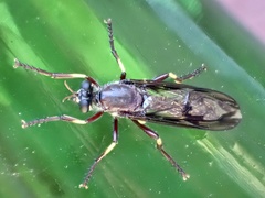 Daptolestes limbipennis