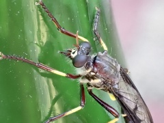 Daptolestes limbipennis