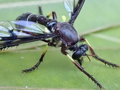 Daptolestes limbipennis