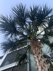 Sabal palmetto