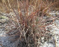 Andropogon capillipes