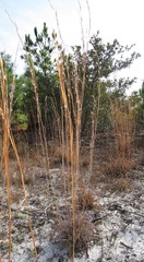 Andropogon capillipes