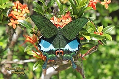 Papilio karna
