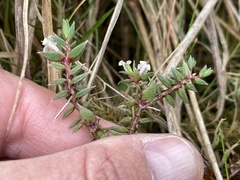 Pimelea oreophila