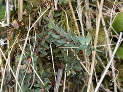 Pimelea oreophila