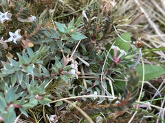 Pimelea oreophila