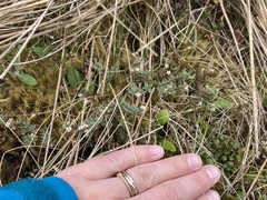 Pimelea oreophila