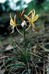 Asphodeline liburnica