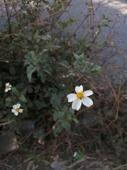 Bidens odorata