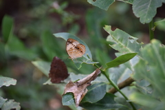 Cupha erymanthis lotis