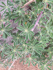 Lupinus arboreus eximius