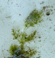 Chara hydropitys