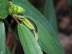 Hypena trigonalis