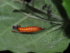 Filodes fulvidorsalis