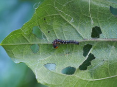 Filodes fulvidorsalis