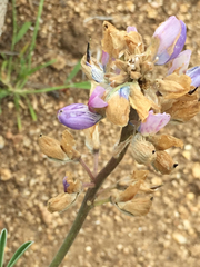 Lupinus arboreus eximius