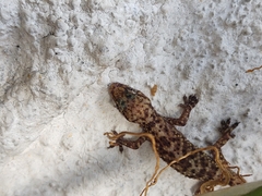 Hemidactylus turcicus