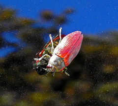 Temognatha variabilis