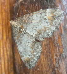 Dysstroma hersiliata