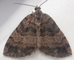 Hydriomena furcata