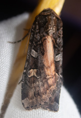 Actebia fennica