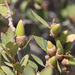 Quercus wislizeni frutescens - Photo (c) Matthew Ferretti, algunos derechos reservados (CC BY-NC), subido por Matthew Ferretti