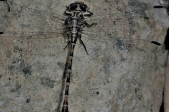 Erpetogomphus lampropeltis