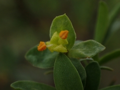 Pimelea pauciflora
