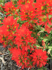 Castilleja affinis