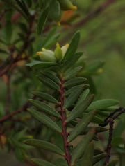 Pimelea pauciflora