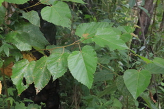 Commersonia bartramia