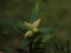 Pimelea pauciflora