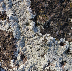 Lepraria vouauxii