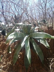 Agave valenciana