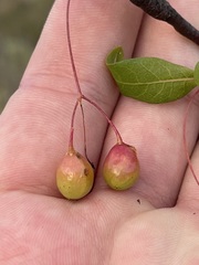 Bursera cerasiifolia