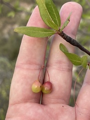 Bursera cerasiifolia