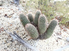 Echinocereus sciurus
