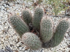 Echinocereus sciurus