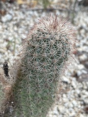 Echinocereus sciurus